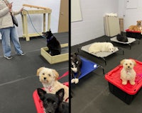 two pictures of dogs in crates in a dog training class