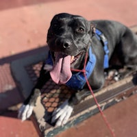 a black dog sitting on a bench with his tongue out