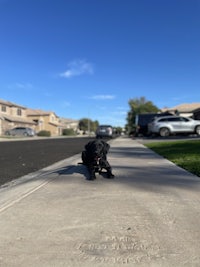 a black dog standing on a sidewalk in front of a house