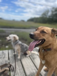 two dogs sitting on a wooden bench