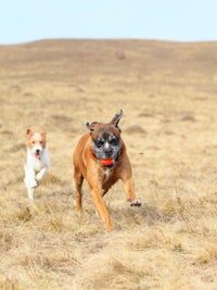 two dogs running in a field