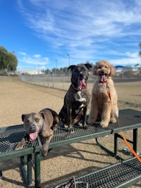 three dogs sitting on a bench in a park