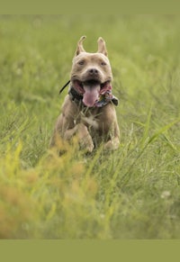 a dog running through a field of grass