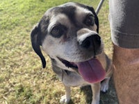 a black and white dog sitting on a person's leg