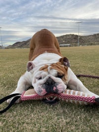 a bulldog chewing on a toy in the grass