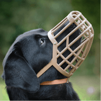 a black labrador dog wearing a muzzle