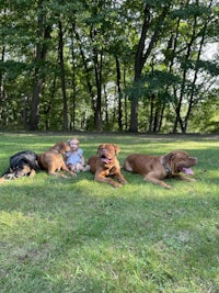 a group of dogs laying on the grass in a park