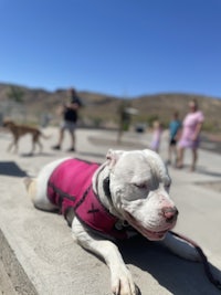 a white dog wearing a pink vest