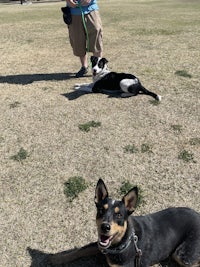 a man standing in a field with two dogs