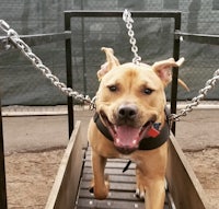 a dog is walking on a chain in a kennel