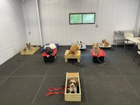 a group of dogs laying in crates in a room