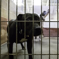 two black dogs in a cage in a kennel