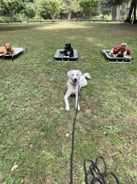 a group of dogs laying on a mat in a park