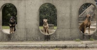 three dogs looking out of a concrete wall