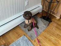 a brown dog on a leash next to a radiator