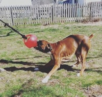 a dog playing with a red ball in its mouth