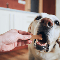 a person feeding a dog a bone