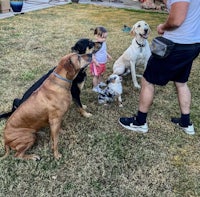 a group of people and dogs in a backyard