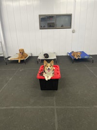 four corgis laying on crates in a room