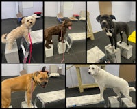 four dogs are standing on a set of steps