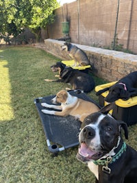 a group of dogs laying on a bed in the yard