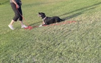 a woman is walking her dog on a leash in a park