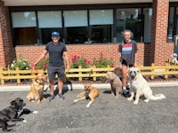 four dogs standing in front of a brick building