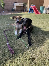 two dogs on a leash laying in the grass