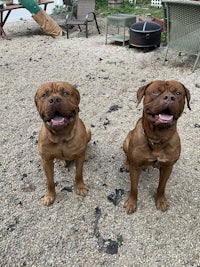 two brown dogs standing next to each other