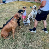 a group of people and dogs in a backyard